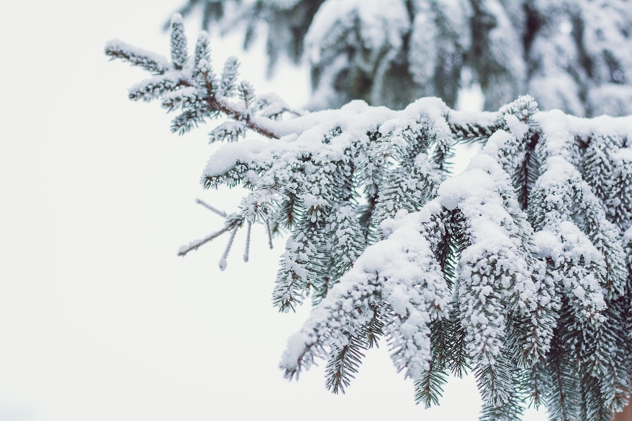 snow frost, trees in snow and frost